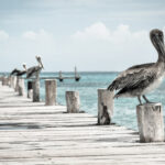 WordPress Slideshow Gallery Bird 150x150