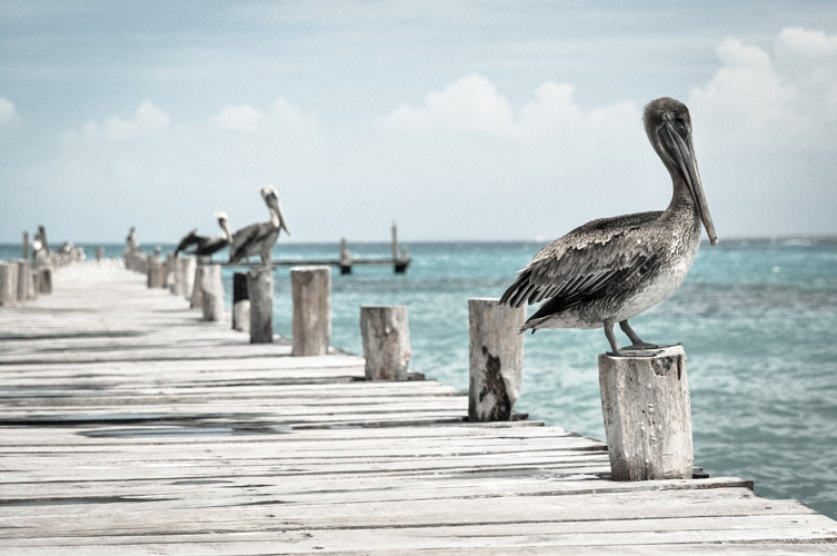 Bird