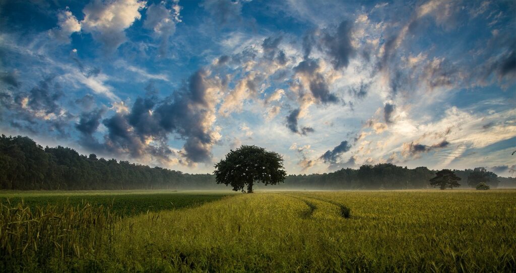 Tree 247122 1280 1024x542
