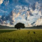 WordPress Slideshow Gallery Tree 247122 1280 150x150